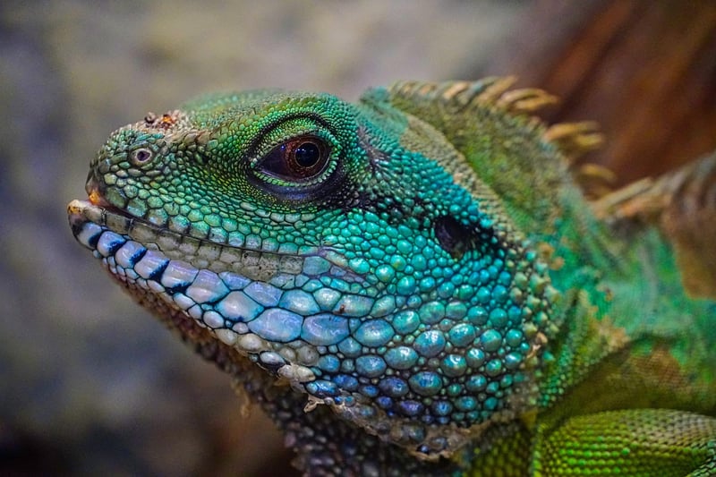 Dragon Scales