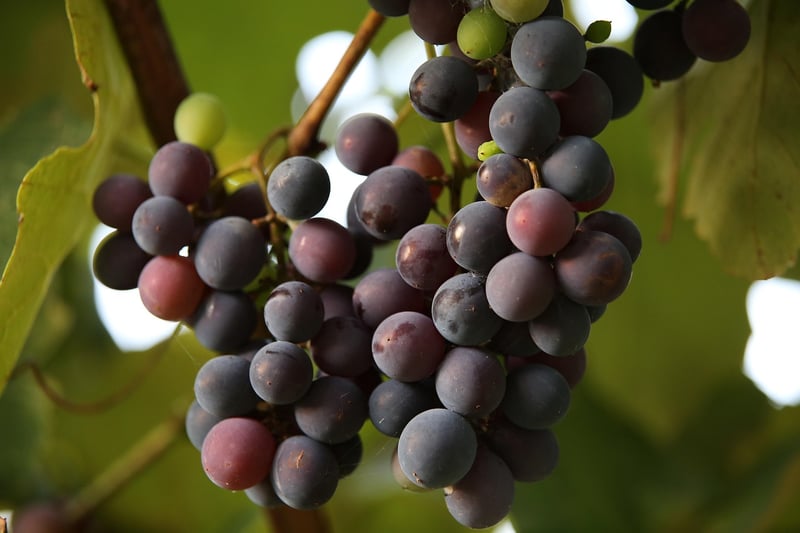 Elderberry Wine